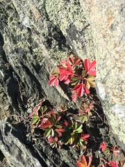 Sibbaldiopsis
