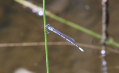 Enallagma semicirculare