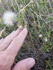 Chloracantha spinosa