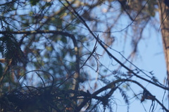 Tillandsia balbisiana
