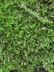 Brachythecium rivulare