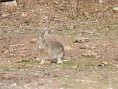 Oryctolagus