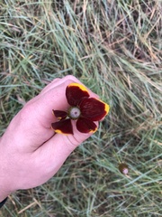 Ratibida columnifera