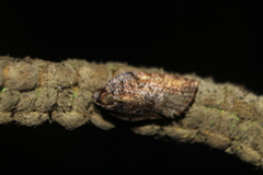 Acleris