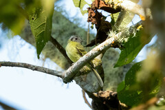 Phyllomyias plumbeiceps