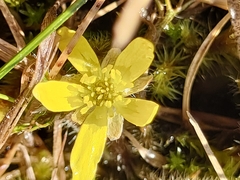 Ranunculus brevis