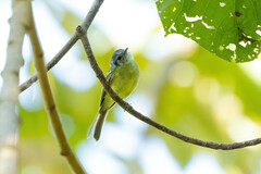 Phyllomyias plumbeiceps