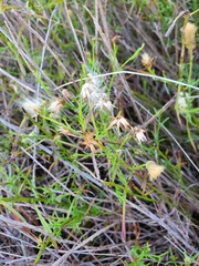 Chloracantha spinosa