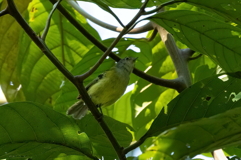 Spectacled Bristle-Tyrant photo