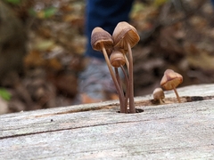 Mycena purpureofusca