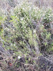 Chloracantha spinosa