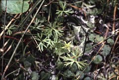 Ranunculus amphitrichus