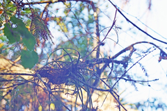 Tillandsia balbisiana