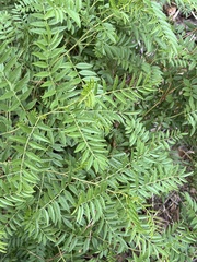 Glycyrrhiza lepidota