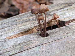 Mycena purpureofusca