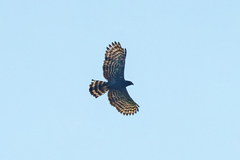 Spizaetus tyrannus