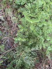 Glycyrrhiza lepidota