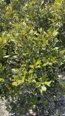 Avicennia marina
