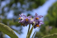 Solanum granulosoleprosum