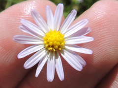 Symphyotrichum divaricatum