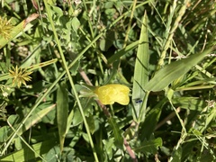Oenothera laciniata