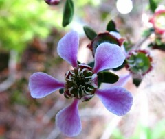 Leptospermum liversidgei