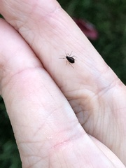 Aphis fabae