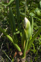 Thaumatophyllum uliginosum