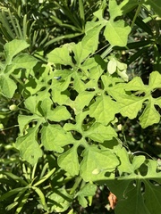 Oenothera laciniata
