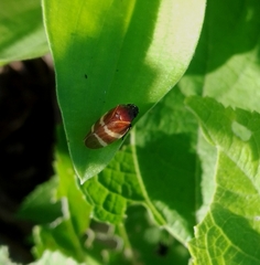 Aeneolamia albofasciata
