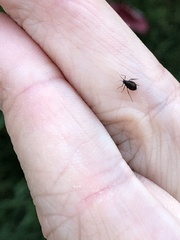 Aphis fabae