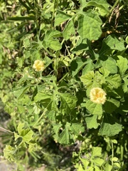 Oenothera laciniata