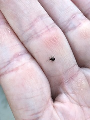 Aphis fabae