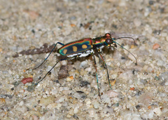 Cosmodela aurulenta