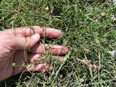 Symphyotrichum divaricatum