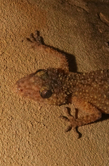 Phyllurus platurus