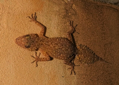 Phyllurus platurus