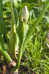 Thaumatophyllum uliginosum