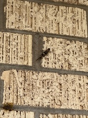 Trimerotropis pallidipennis