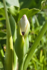 Thaumatophyllum uliginosum