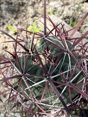 Ferocactus