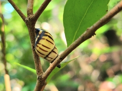 Drymaeus multilineatus