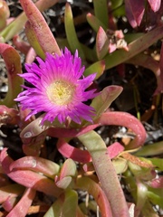 Disphyma crassifolium