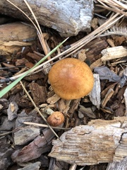Tubariaceae