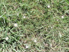 Symphyotrichum divaricatum