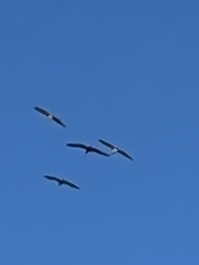 Pelecanidae