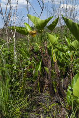 Thaumatophyllum uliginosum