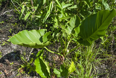 Thaumatophyllum uliginosum