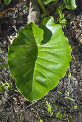 Thaumatophyllum uliginosum