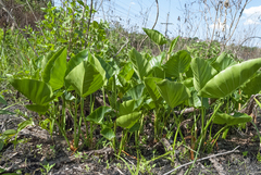 Thaumatophyllum uliginosum